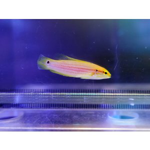 画像: フタホシキツネベラ