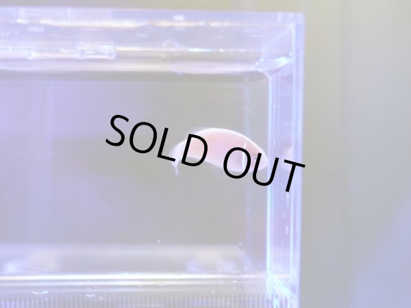 画像2: ハナビラクマノミ