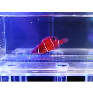 画像: ハシナガベラレッド