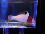 画像: イロブダイ幼魚