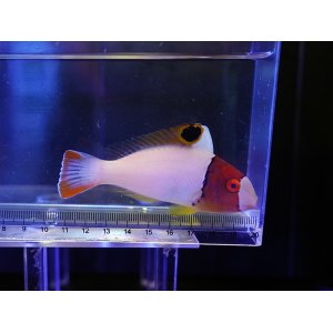 画像: イロブダイ幼魚