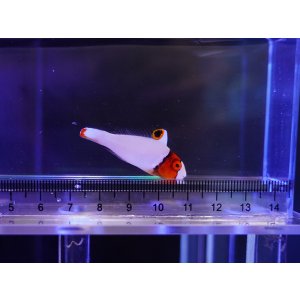 画像: イロブダイ幼魚