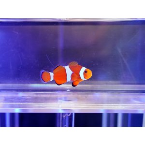 画像: カクレクマノミ（カミハタブリード）