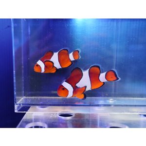 画像: カクレクマノミ（セブ）ペア01