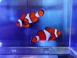 画像: カクレクマノミ（セブ）ペア02