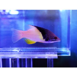 画像: ケサガケベラ