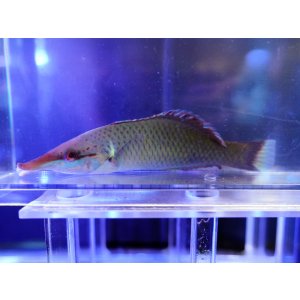 画像: クギベラ半オス