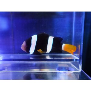 画像: クマノミ（インド洋タイプ）ブラック