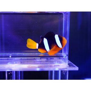 画像: クマノミ（インド洋タイプ）