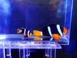画像: クマノミ（インド洋タイプ）