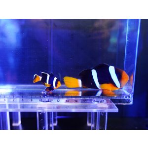 画像: クマノミ（インド洋タイプ）