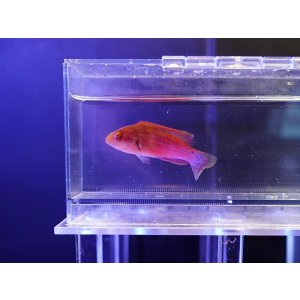 画像: クロヘリイトヒキベラメス