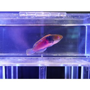 画像: クロヘリイトヒキベラオス