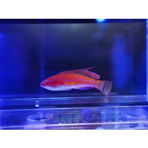 画像: マッコスカーズラス