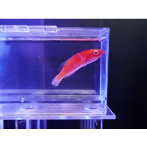 画像: マグマフェアリーラス