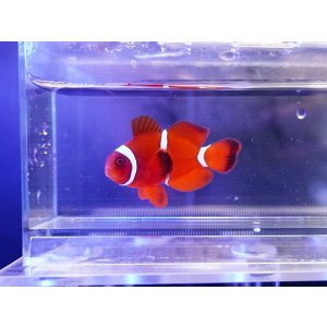 画像: スパインチークアネモネフィッシュ