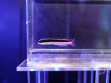 画像: メキシカンロックラス幼魚
