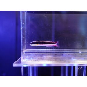 画像: メキシカンロックラス幼魚