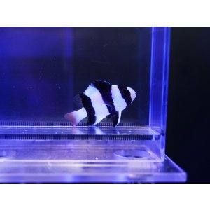 画像: ミスジスズメダイ（フィジー）