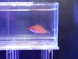 画像: ミゼットラス