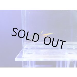 画像: モンスズメダイ