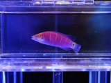 画像: 【6月限定特価】オセレイトラス