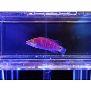 画像: 【6月限定特価】オセレイトラス