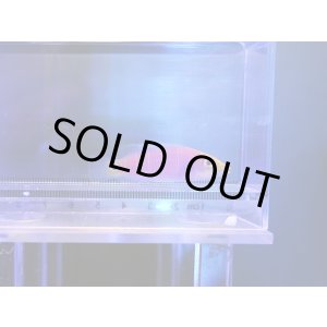 画像: オセレイトラス