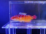 画像: ナハッキーズフェアリーラス（トンガ）オス