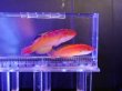 画像1: 【特価】ナハッキーズフェアリーラス（トンガ）ペア