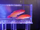 画像: 【特価】ナハッキーズフェアリーラス（トンガ）ペア