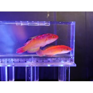 画像: 【特価】ナハッキーズフェアリーラス（トンガ）ペア
