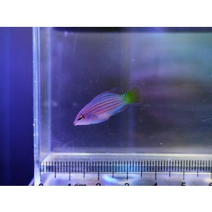 画像: ニセモチノウオ