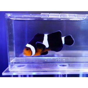 画像: オンブレミスバーオセラリス（Proaquatixブリード）Ombre missbar