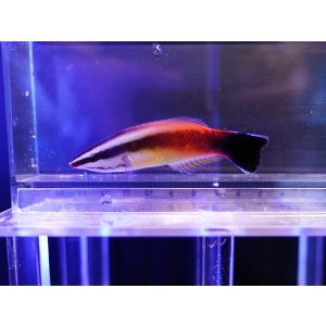 画像: ピーチクリーナーラス02