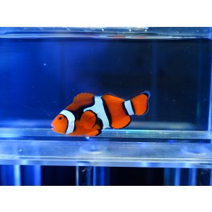 画像: ペルクラクラウンフィッシュ（バリ）03