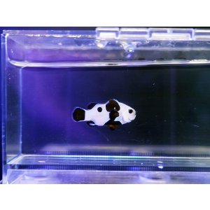 画像: プラチナストームオセラリス（カミハタブリード）02