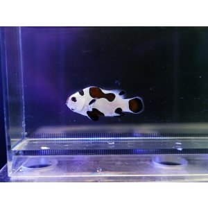 画像: プラチナストームオセラリス（カミハタブリード）03