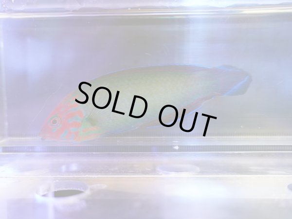 画像1: レッドヘッドラス