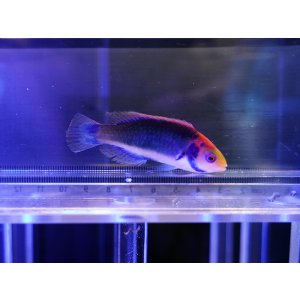 画像: レッドヘッドフェアリーラス