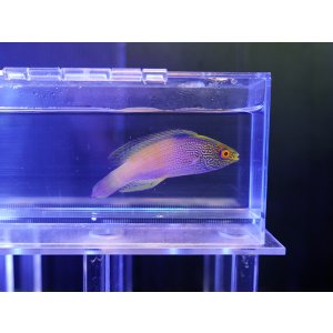 画像: ローンボイドフェアリーラスオス