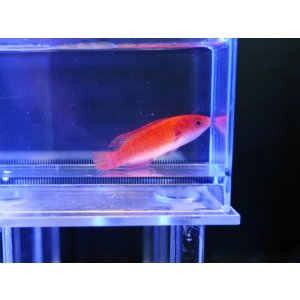 画像: ルソンイトヒキベラ