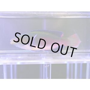 画像: スコットラス（フィジー）オス