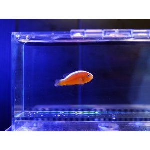 画像: セジロクマノミ