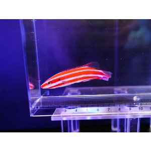 画像: 【特価】シック・ストライプホグフィッシュ01