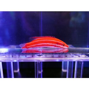 画像: 【特価】シック・ストライプホグフィッシュ02