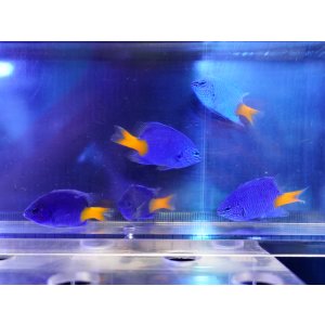 画像: 【特価】シリキルリスズメダイ5匹セット