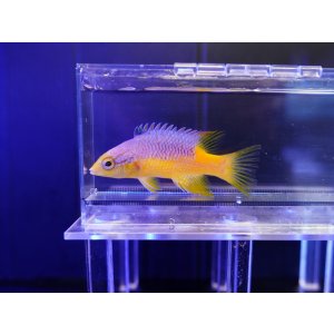 画像: スパニッシュホグフィッシュ