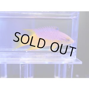 画像: スパニッシュホグフィッシュ