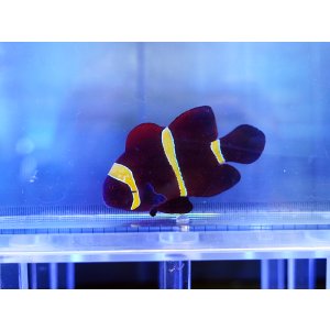 画像: スパインチークアネモネフィッシュイエローバンド01